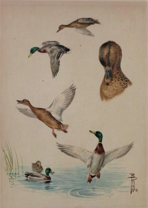 Riab Boris, étude De Canards Colvert, Aquarelle Signée