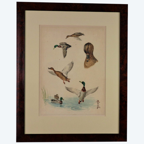Riab Boris, étude De Canards Colvert, Aquarelle Signée