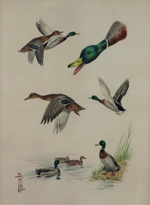 RIAB Boris, étude De Canards Colvert, Aquarelle Signée