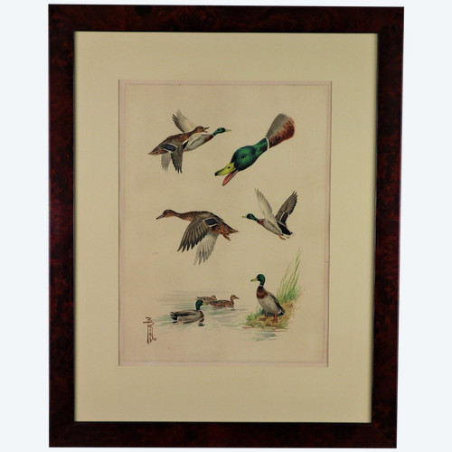 RIAB Boris, étude De Canards Colvert, Aquarelle Signée