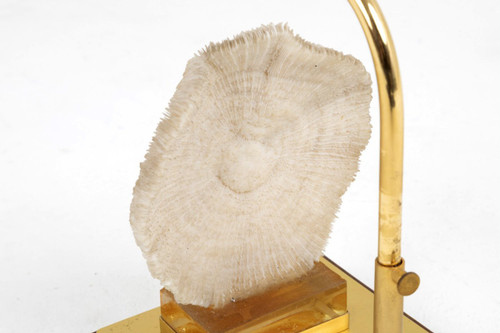 Lampe Corail Fungia Fungites Et Laiton Doré, Années 1970 - Ls382481