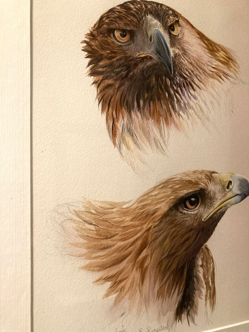 Aquarelle à deux têtes d'aigles royals signées Philippe Varnardois