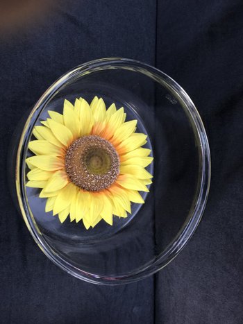 Very Large Vase Bowl Crystal Or Glass XIX Cabinet Of Curiosity