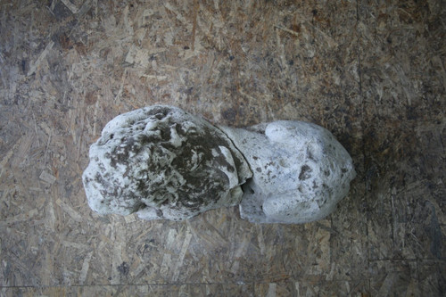 Leone scolpito in pietra calcarea, XV secolo.