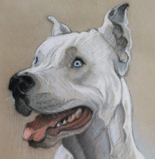 École FRANÇAISE circa 1930, Portrait de dogue argentin aux yeux bleus