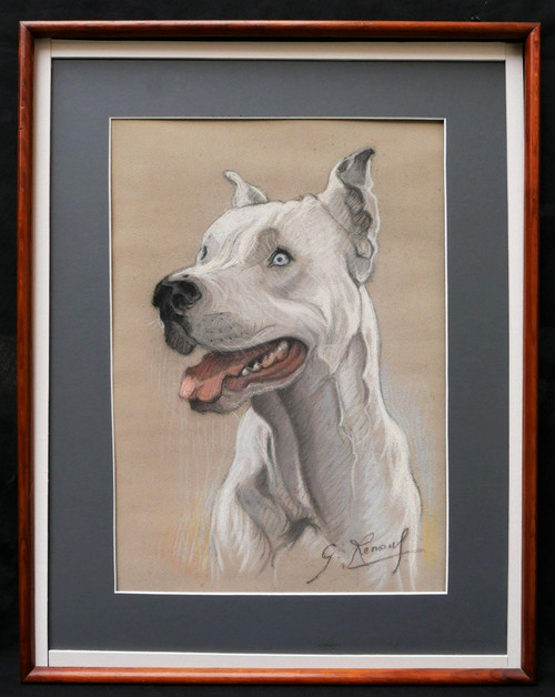 École FRANÇAISE circa 1930, Portrait de dogue argentin aux yeux bleus
