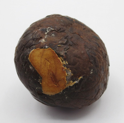 Marron d'Inde sculpté, XIXe siècle.