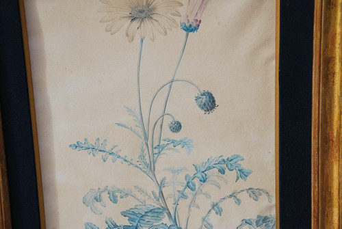 Redouté Pierre Joseph, Coppia di acquerelli di fiori del XVIII secolo