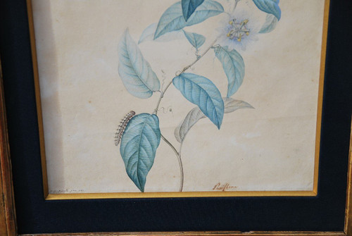 Redouté Pierre Joseph, Coppia di acquerelli di fiori del XVIII secolo