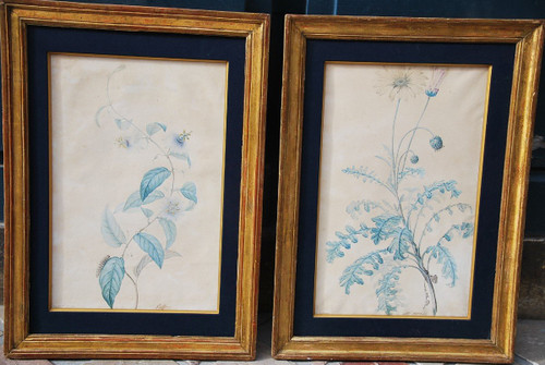 Redouté Pierre Joseph, Coppia di acquerelli di fiori del XVIII secolo