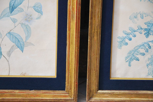 Redouté Pierre Joseph, Coppia di acquerelli di fiori del XVIII secolo