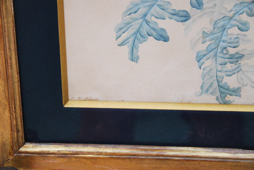 Redouté Pierre Joseph, Coppia di acquerelli di fiori del XVIII secolo