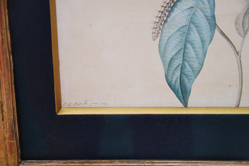 Redouté Pierre Joseph, Coppia di acquerelli di fiori del XVIII secolo