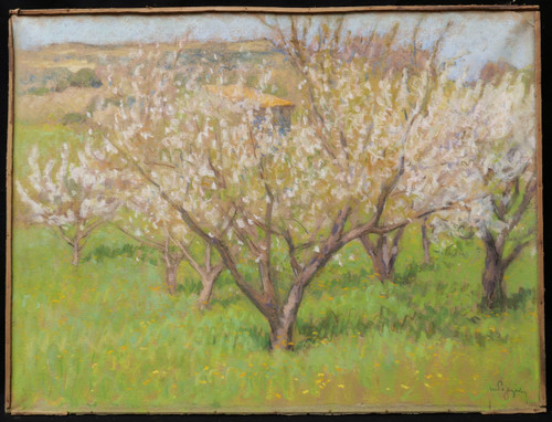 Marcel POGGIOLI, Fiori di ciliegio in Provenza