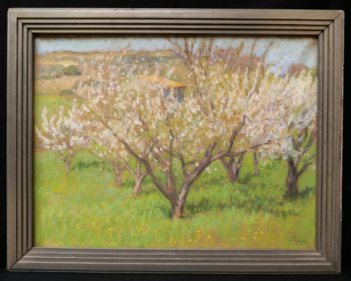 Marcel POGGIOLI, Fiori di ciliegio in Provenza