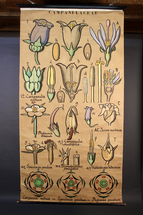 Poster Botanische Tafel Campanulaceae