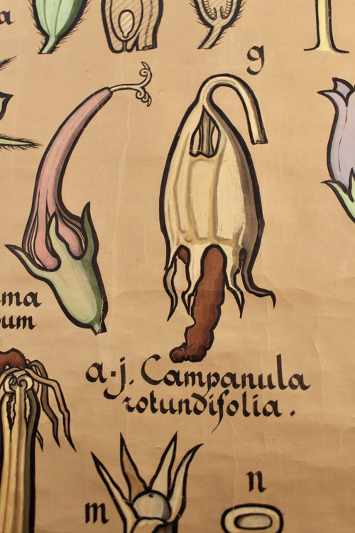 Poster Botanische Tafel Campanulaceae