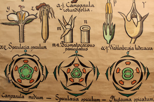 Poster Botanische Tafel Campanulaceae