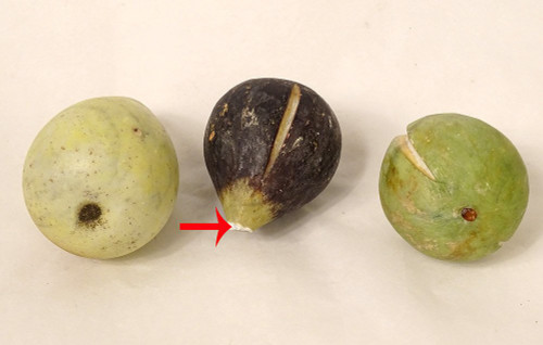 Ensemble 9 Fruits Marbre Carrare Polychrome Pomme Pêche Figue Poire XIXème