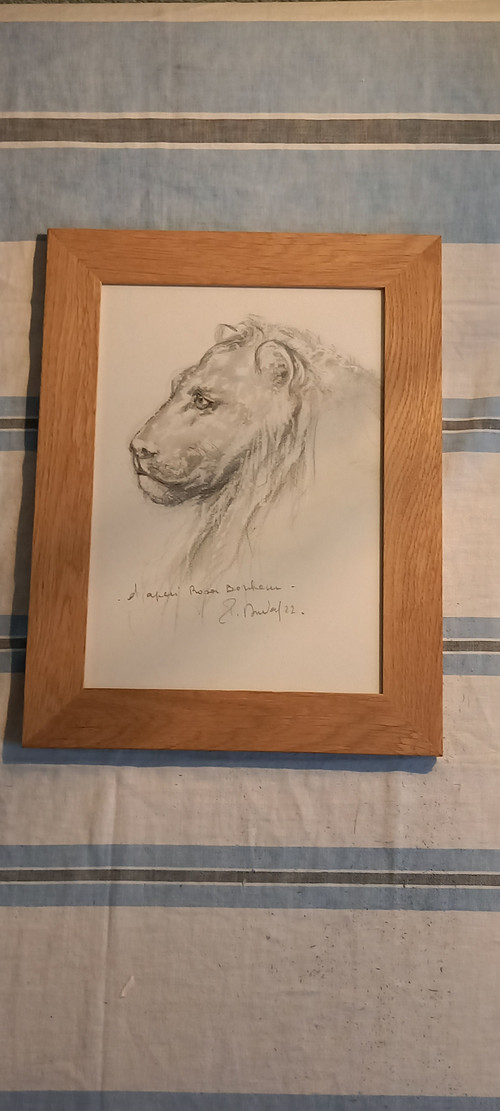 Portrait of a lion in gray pencil (after Rosa Bonheur 1822 1899)