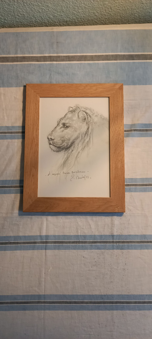 Portrait of a lion in gray pencil (after Rosa Bonheur 1822 1899)