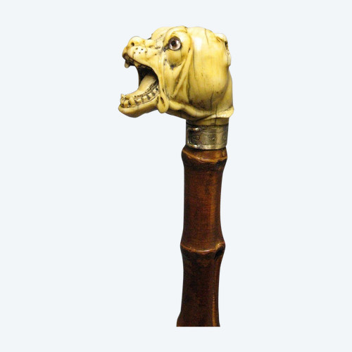Canne à tête de chien.