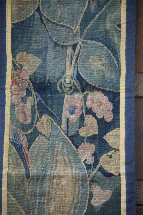 -Aristoloche, Southern Netherlands around 1530.