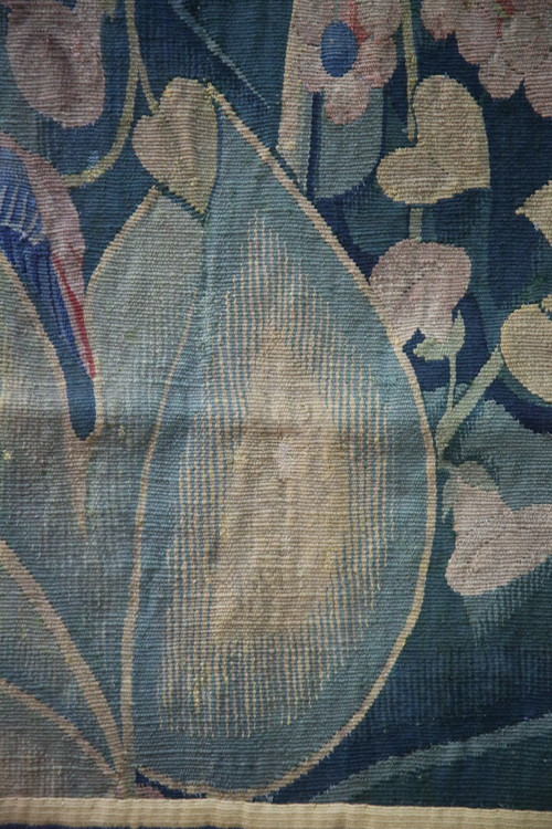 -Aristoloche, Southern Netherlands around 1530.
