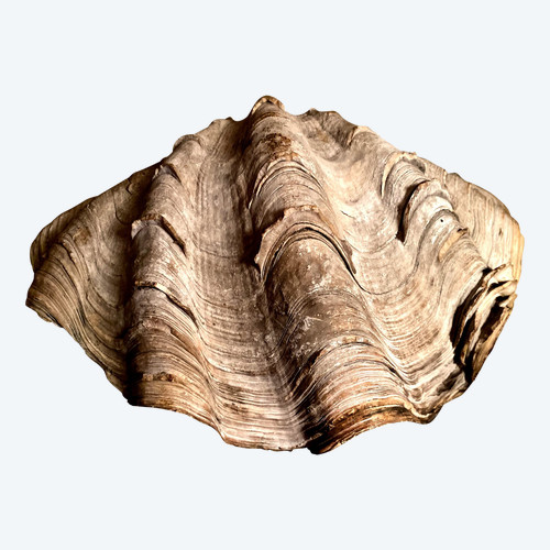 Rare stoup shell with patina and traces of holy water, 18th century