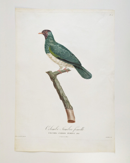 Etching Jamboo Dove  Watercolored Engraving 19th Century
