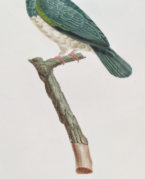 Etching Jamboo Dove  Watercolored Engraving 19th Century