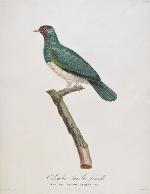 Etching Jamboo Dove  Watercolored Engraving 19th Century