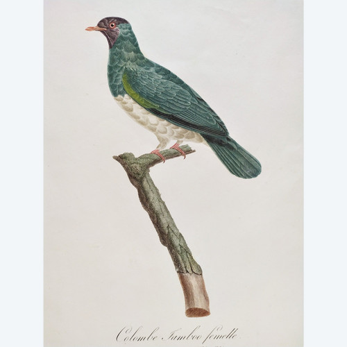 Etching Jamboo Dove  Watercolored Engraving 19th Century