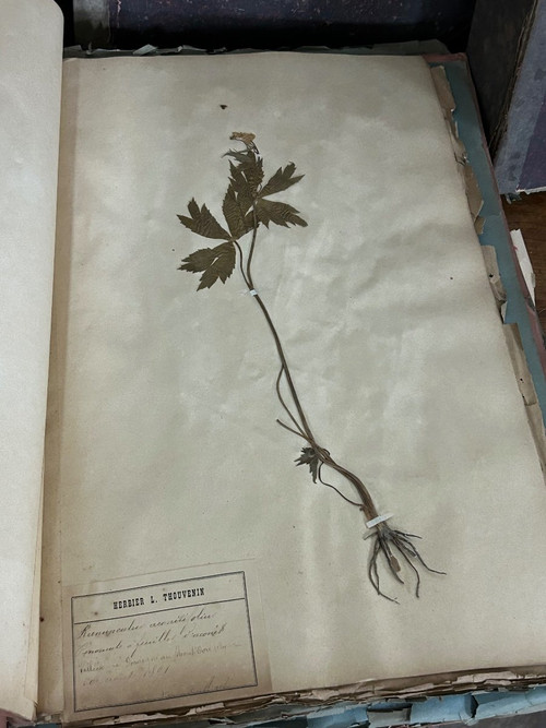 Rare Ensemble De Neuf Volumes D’herbier L Thouvenin Vers 1880-90