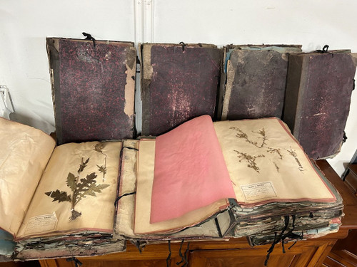Rare Ensemble De Neuf Volumes D’herbier L Thouvenin Vers 1880-90
