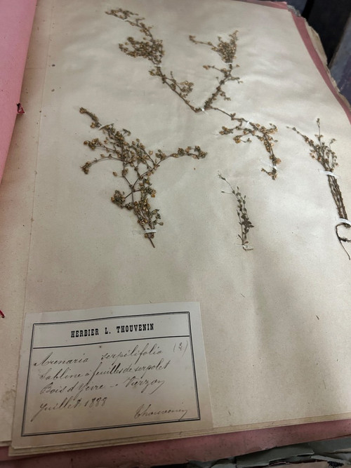 Rare Ensemble De Neuf Volumes D’herbier L Thouvenin Vers 1880-90