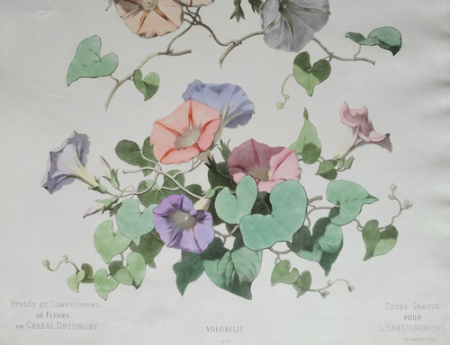 Lithographie Aquarellée Fleurs Volubilis Chabal Dussurgey