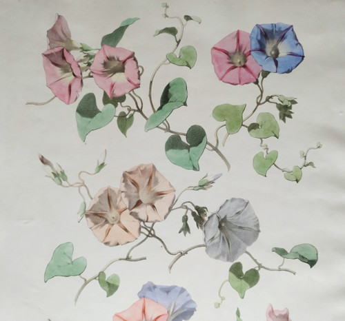 Lithographie Aquarellée Fleurs Volubilis Chabal Dussurgey