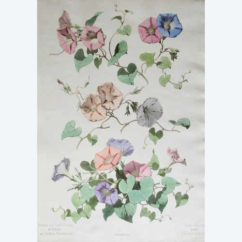 Lithographie Aquarellée Fleurs Volubilis Chabal Dussurgey