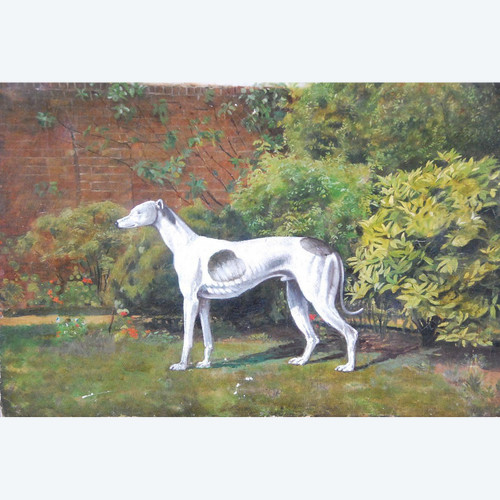 Levriero Whippet , scuola inglese XIX secolo