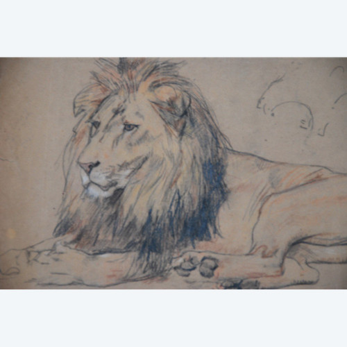 Lion , Dessin Par Gustave Surand