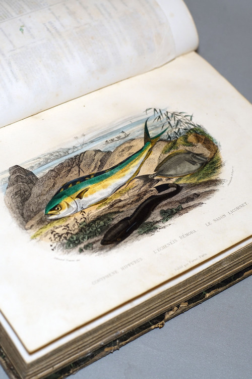 Histoire Naturelle De Lacépède, Tome II.
