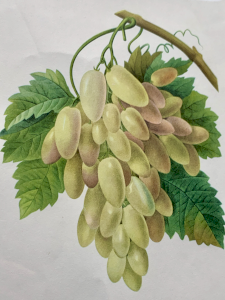 Pierre Joseph Redouté (after) Print Raisin Gherkin white
