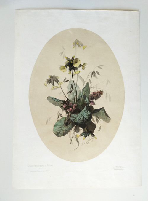 Nature Morte Fleurs De Champs Lithographie Botanique Aquarellée Par Xavier Bronner
