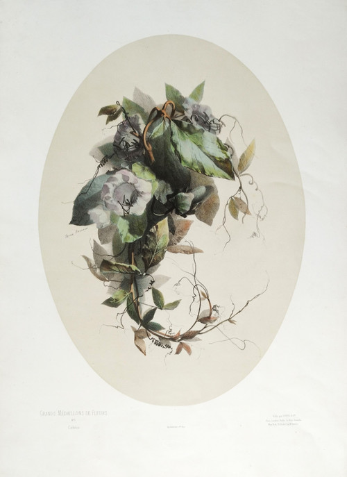 Stillleben mit Cobea-Blumen von Xavier Bronner, aquarellierte botanische Lithographie, 19. Jahrhundert