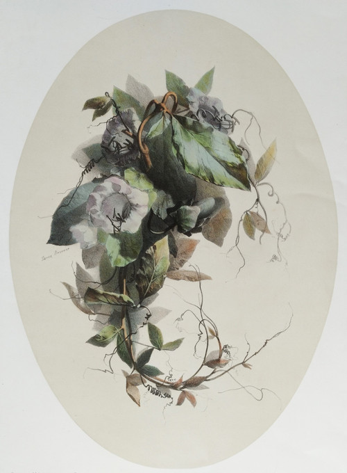 Stillleben mit Cobea-Blumen von Xavier Bronner, aquarellierte botanische Lithographie, 19. Jahrhundert