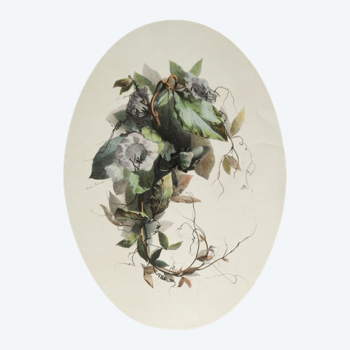 Stillleben mit Cobea-Blumen von Xavier Bronner, aquarellierte botanische Lithographie, 19. Jahrhundert
