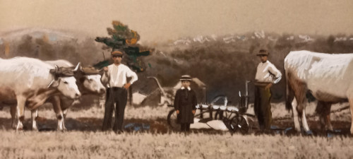 Art photography return from ploughing/XXth century