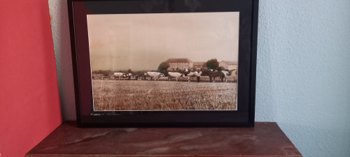 Art photography return from ploughing/XXth century