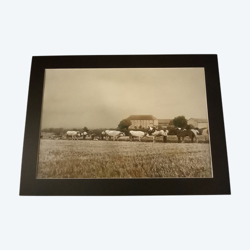 Art photography return from ploughing/XXth century